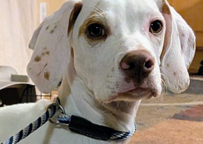 Angel – Pine Hill Elhew English Pointer (Adopted)