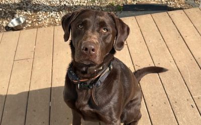 Fin – Chocolate Lab