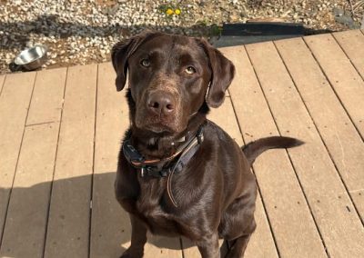 Fin – Chocolate Lab