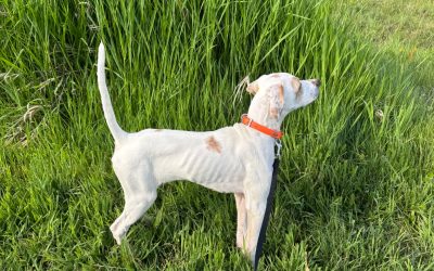 Tater – Pine Hill Elhew English Pointer