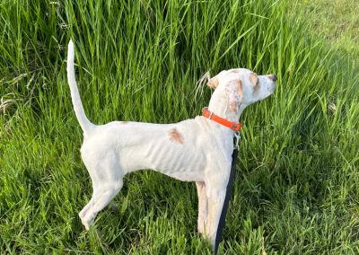 Tater – Pine Hill Elhew English Pointer
