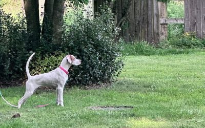 Weezy- Pine Hill Elhew English Pointer