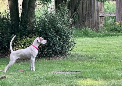 Weezy- Pine Hill Elhew English Pointer
