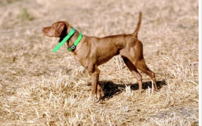 Boss – Vizsla (Adopted)