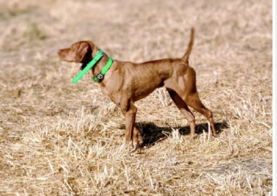 Boss – Vizsla