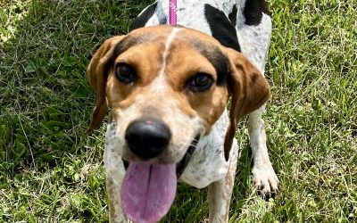 Summit & Belle – Blue Tick Coonhounds