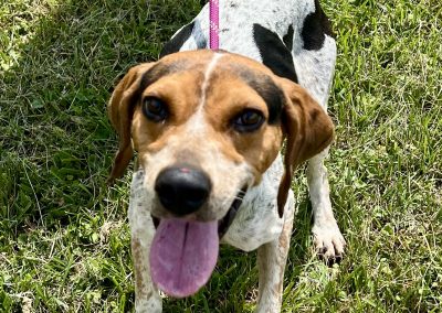 Summit &  Belle – Blue Tick Coonhounds
