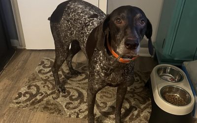 Maddie – GSP