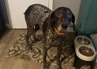 Maddie – GSP