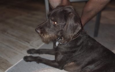 Quinn – Pudelpointer (Adopted)