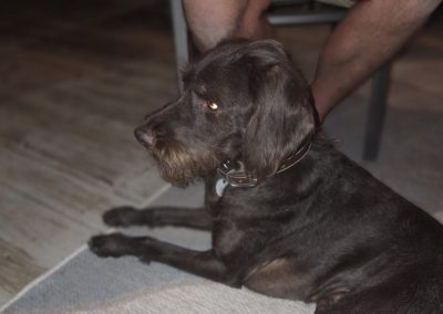 Quinn – Pudelpointer (Adopted)