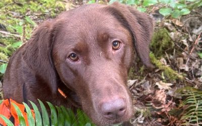 Rip – Labrador Retriever (Adopted)