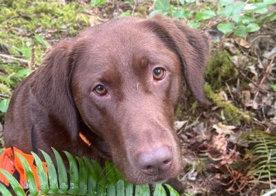Rip – Labrador Retriever (Adopted)