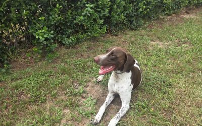 Max – GSP