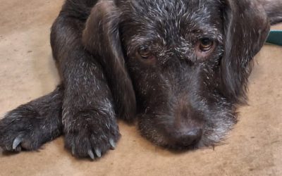 Maggie – Pudelpointer (Adopted)