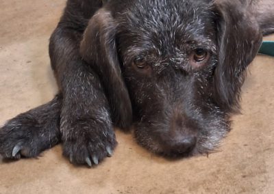 Maggie – Pudelpointer (Adopted)