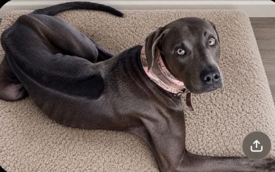 Blue – Rhodesian Ridge Back/American Terrier