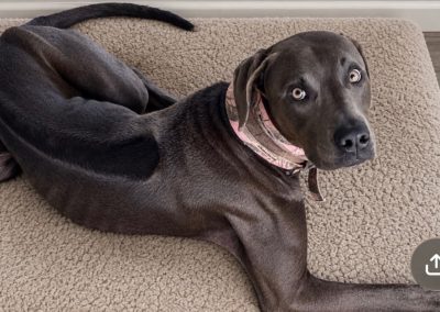 Blue – Rhodesian Ridge Back/American Terrier