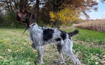 Sunny – German Wirehaired Pointer (Adopted)