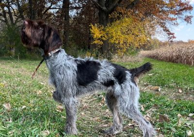 Sunny – German Wirehaired Pointer (Adopted)