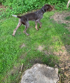Wren – German Wirehaired Pointer